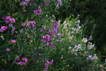Obraz premium Sweet pea bushes with pale pink and white flowers in the garden. Lathyrus odoratus in bloom on summer