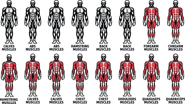 Human muscle anatomy chart diagram set showing highlighted major muscle groups for fitness training vector illustration