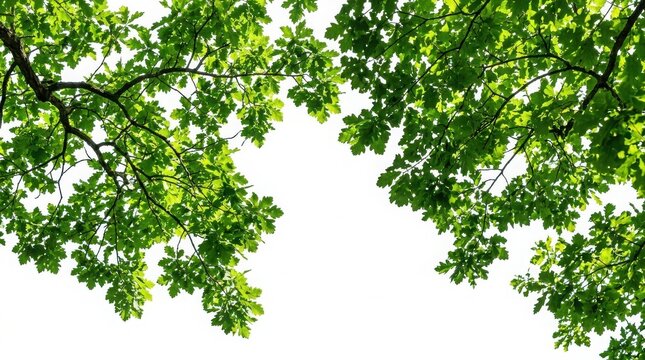 Green oak tree branches with lush foliage against a bright white sky background leaves