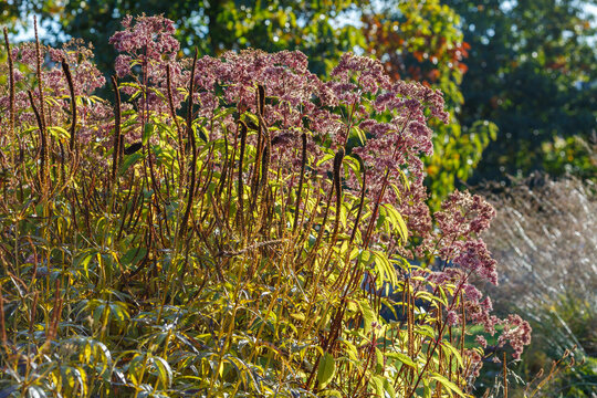 Eupatorium maculatum 'Atropurpureum' is blooming in the garden.