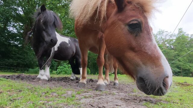 Pair of ponies in a paddock