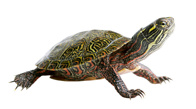 Red-eared slider turtle with intricate shell pattern and striped head
