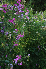 Obraz premium Sweet pea bushes with pale pink and white flowers in the garden. Lathyrus odoratus in bloom on summer