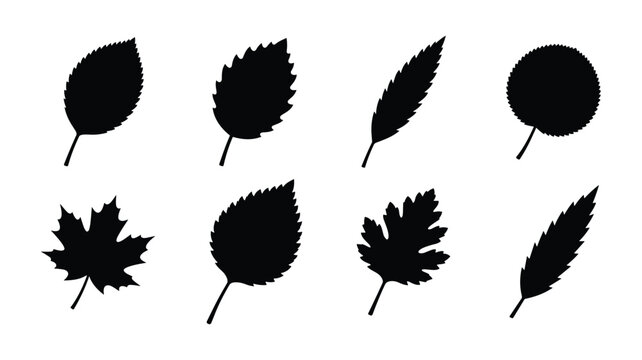 Forest tree leaf silhouette vector set isolated on white background. Black botanical icons of autumn maple, oak, birch, and elm leaves with tilted stems for seasonal fall decoration.