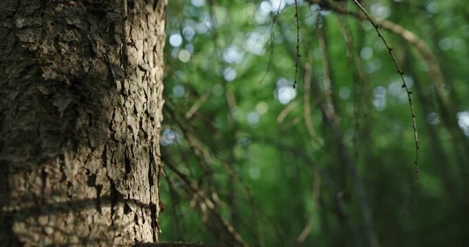 Tree trunk close-up in summer forest