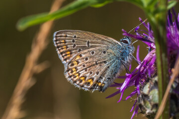 Fototapeta premium Common blue butterfly resting on a purple wildflower