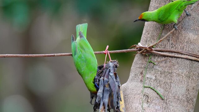 Golden-fronted leafbird (Chloropsis aurifrons) bird is eating a banana.