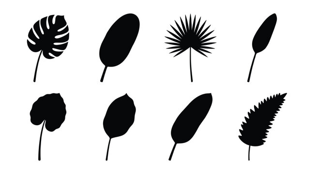 Single tropical leaf and forest fern silhouette vector set isolated on white background. Black botanical icons of exotic jungle palm fronds, monstera foliage, and banana tree shapes.