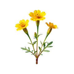 Obraz premium Close up of a blooming signet marigold plant with vibrant yellow petals