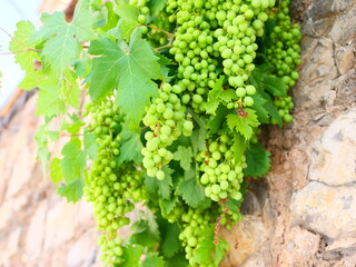 Bunch of young green grapes hanging on a vine against a rustic stone wall background © Margarita Vais 