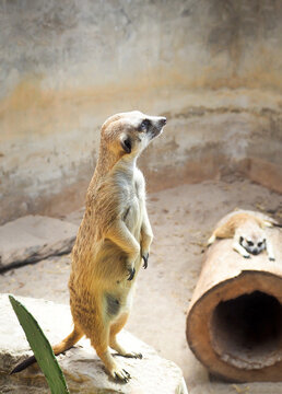 Alert meerkat standing on two hind legs on look out