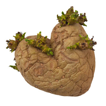 One raw potato with heart-shaped sprout. PNG.