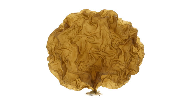 Ulva lactuca (Sea Lettuce) Brown Seaweed Isolated on Transparent Background PNG
