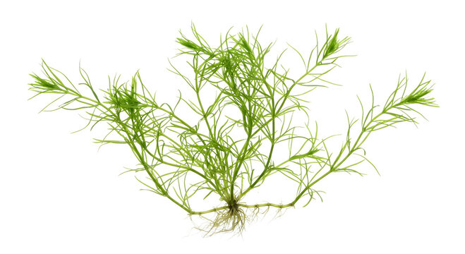 Caulerpa taxifolia (Mediterranean Killer Algae) Isolated on Transparent Background PNG