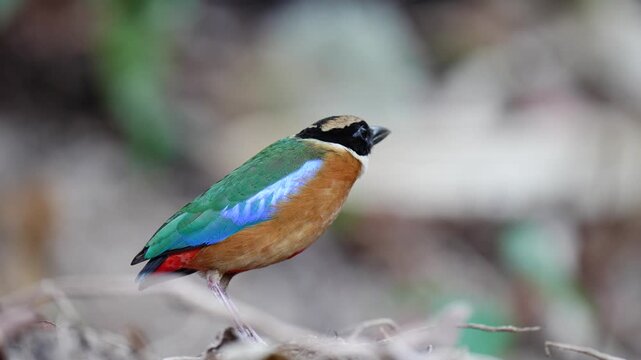 Blue-winged Pitta blue ,hooded pitta birds feeding on meal worms in the forest.