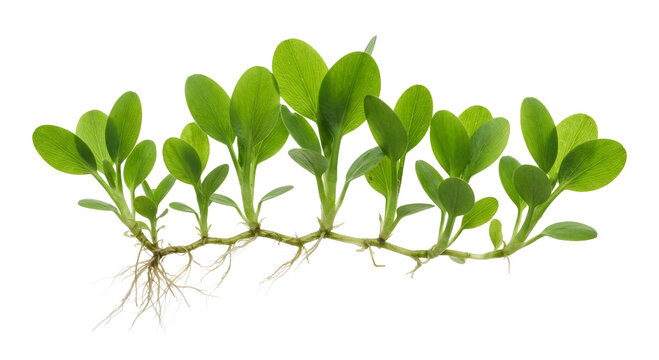 Halophila ovalis Seagrass Plant Isolated on Transparent Background PNG