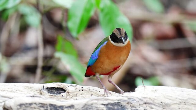 Blue-winged Pitta blue ,hooded pitta birds feeding on meal worms in the forest.
