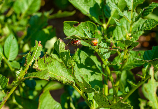 Colorado potato beetle and larva eating green leaves on bio potato plant, agricultural pest control, organic farming protection and agronomy concept