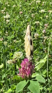 Melanargia galathea butterfly on a purple clover blossom in a summer meadow
