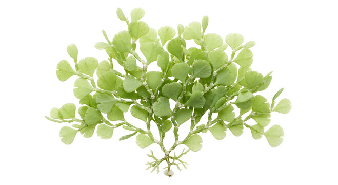Green Halimeda seaweed marine algae isolated on transparent background PNG