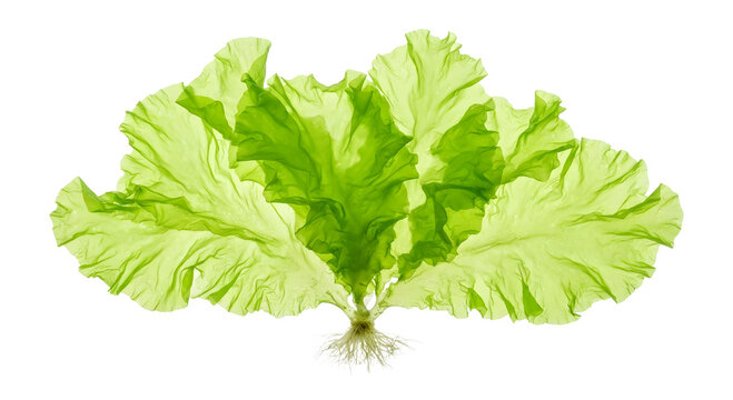 Fresh Sea Lettuce Green Algae Seaweed (Ulva Lactuca) Isolated on Transparent Background PNG