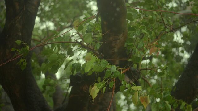 A Shot of Rain Falling on Sacred Peepal Tree Leaves During Monsoon