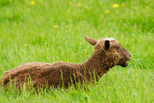 A domestic brown sheep lying down and resting peacefully in a vibrant green summer meadow.