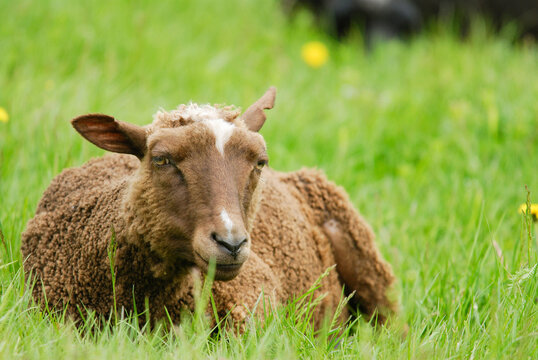 A domestic brown sheep lying down and resting peacefully in a vibrant green summer meadow.