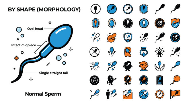 Sperm morphology icons set, male fertility and reproductive health vector collection, normal sperm cell anatomy and semen analysis symbols