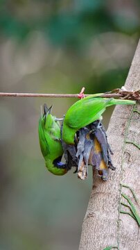 Golden-fronted leafbird (Chloropsis aurifrons) bird is eating a banana.