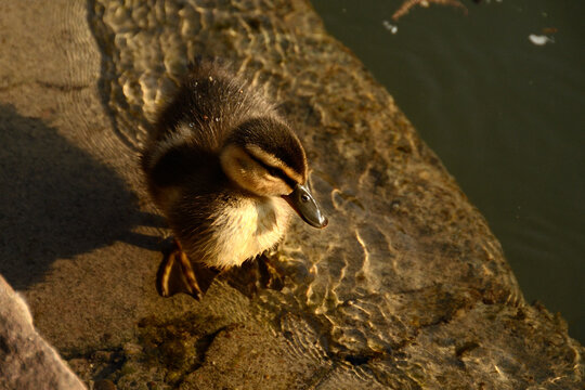 Patito junto al r&iacute;o Ill al sol de la tarde, Estrasburgo, Alsacia, Francia