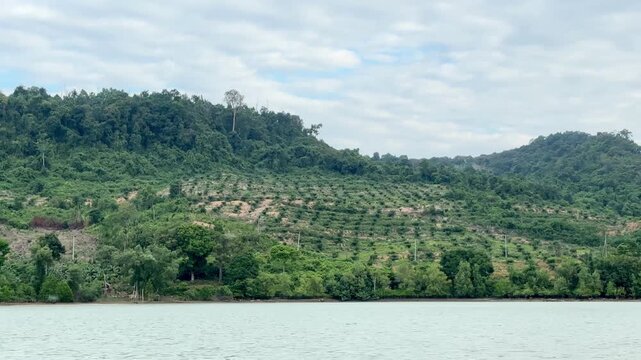 A blue sky stretches over the calm coastal waters. Green hills slope gently toward the water's edge. Trees line the hillsides, interspersed with patches of open land resulting from deforestation.