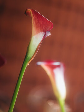 Calla flower on a beige background with a glow effect.