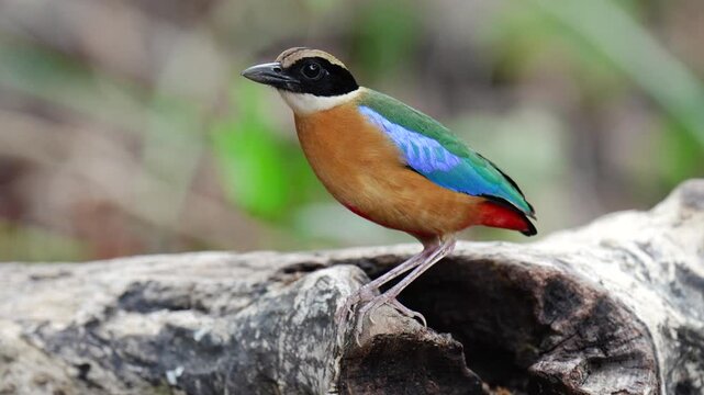 Blue-winged Pitta blue ,hooded pitta birds feeding on meal worms in the forest.