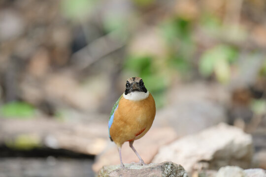 Blue-winged Pitta blue ,hooded pitta birds feeding on meal worms in the forest.