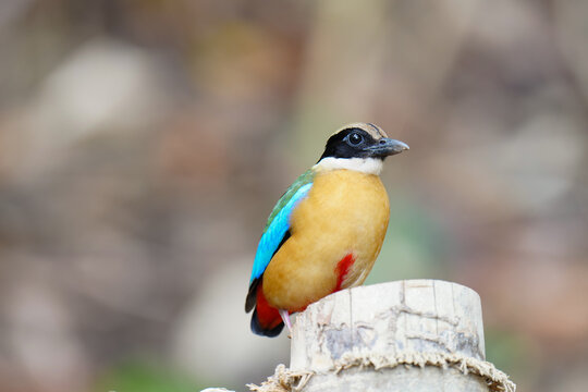 Blue-winged Pitta blue ,hooded pitta birds feeding on meal worms in the forest.