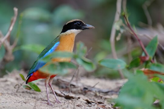 Blue-winged Pitta blue ,hooded pitta birds feeding on meal worms in the forest.