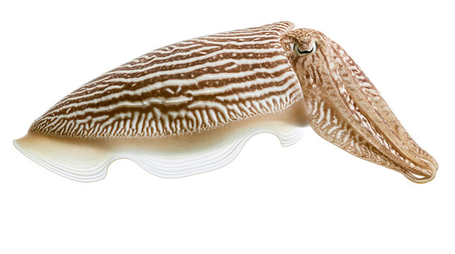 Striped cuttlefish with brown and white patterns, isolated on transparent background