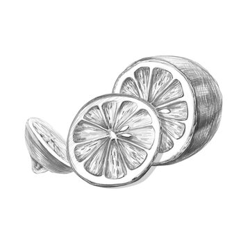 Half a lemon, a slice, and a piece. Detailed isolated pencil drawing for design purposes for restaurants, cafes, culinary blogs, food brands, farms, grocery stores, and bars.