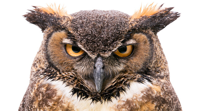 Great Horned Owl face with piercing orange eyes, isolated on transparent background