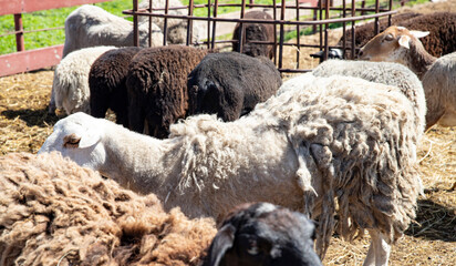 domestic sheep, flock of woolly animals in farm enclosure © Анжелика Мельничук