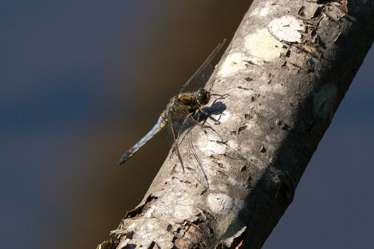 Libellule d&eacute;prim&eacute;e, accouplement, Libellula depressa