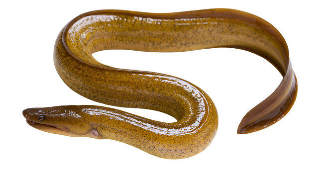 Brown eel with speckled skin coiled and curved, isolated on transparent background