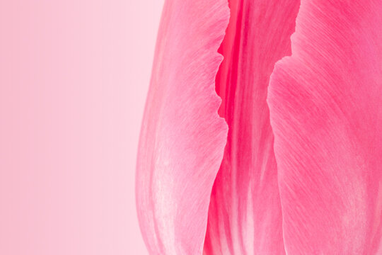 beautiful tulip flower against gradient backdrop