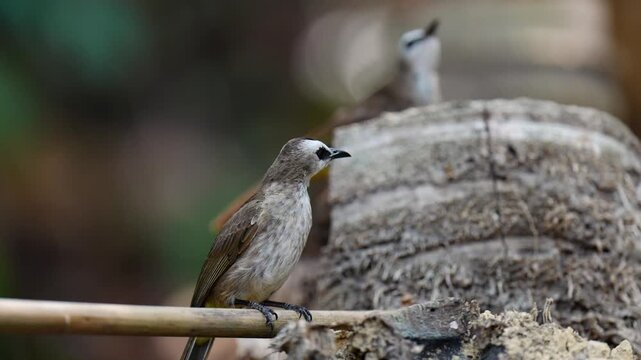 Yellow-vented Bulbul (Pycnonotus goiavier)bird is eating worms on a tree stump.