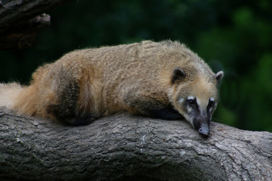 S&uuml;damerikanischer Nasenb&auml;r / South American coati / Nasua nasua