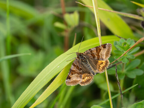 A Burnet Companion Moth. Wings Open.