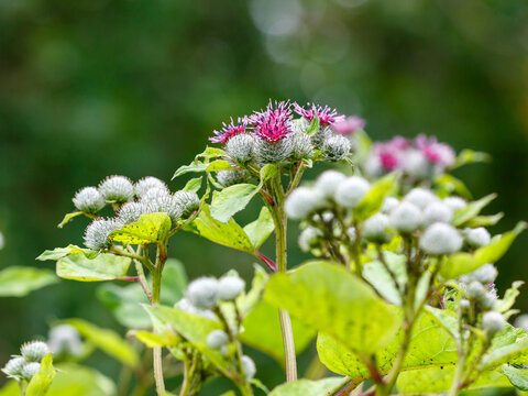Web-footed burdock, or felt burdock , or woolly burdock ( Latin: Arctium tomentosum ), is a biennial herbaceous plant, a species of the genus Burdock 