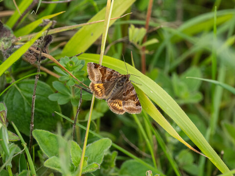 A Burnet Companion Moth. Wings Open.