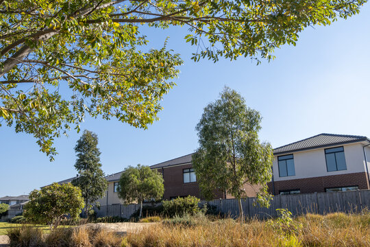 A row of contemporary double-story houses behind a wooden paling fence. Residential properties border a public reserve filled with native tussock grasses, young eucalyptus trees in Melbourne Australia